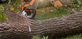 Best Tree Maintenance Programs  in Hawaiian Beaches, HI